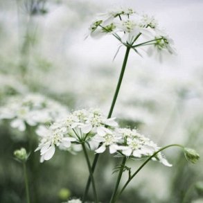 Blomsterkrvel ' White Lace' - XL