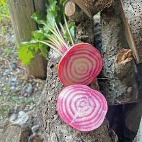 Bolsjebede 'Chioggia'- kologisk