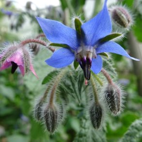 Borago officinalis - kologisk