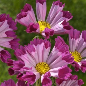 Cosmos 'Sea Shells Red'