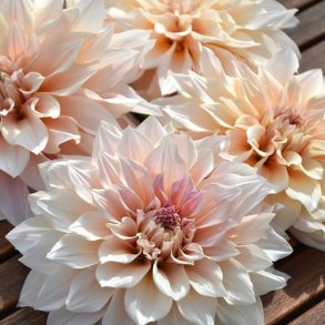 Dahlia 'Caf� Au Lait'