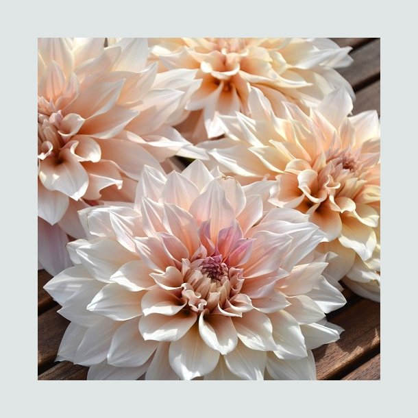 Dahlia 'Caf� Au Lait'