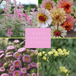 Frkasse Champagne Bubbles