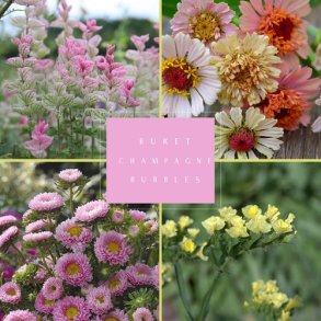 Frkasse Champagne Bubbles