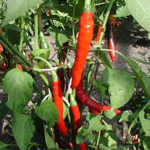 Chili 'Westland Long Red'- kologisk