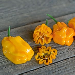 Chili 'NuMex Suave' - kologisk