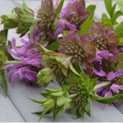 Citronmonarda - kologisk