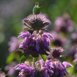 Citronmonarda - kologisk