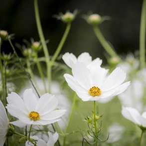 Cosmos 'Versailles White' 