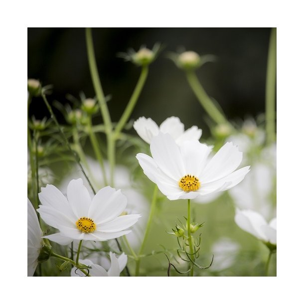 Cosmos 'Versailles White' 