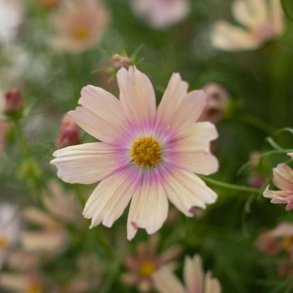 Cosmos  'Apricot Lemonade'