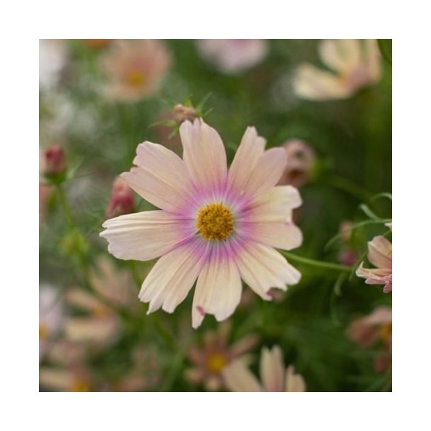 Cosmos  'Apricot Lemonade'