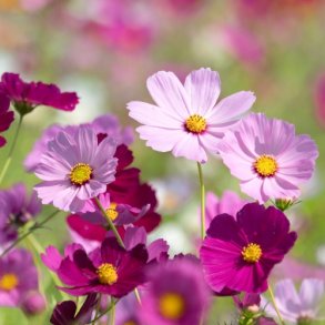 Cosmos Mix - kologisk