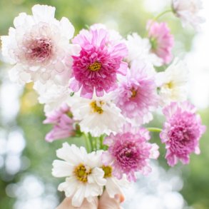 Cosmos 'Double Click Mix'