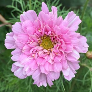 Cosmos 'Double Click Bonbon'