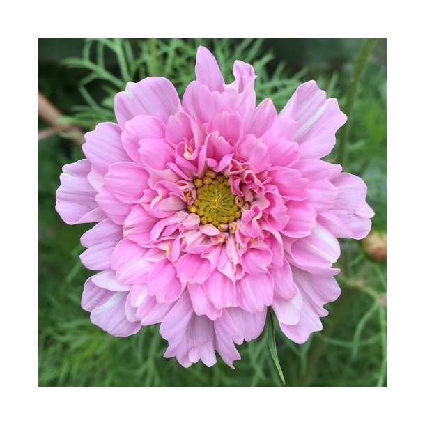 Cosmos 'Double Click Bonbon'