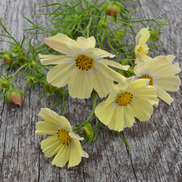 Cosmos 'Kiiro'