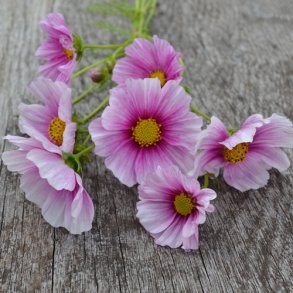 Cosmos 'Sensation Daydream' - XL