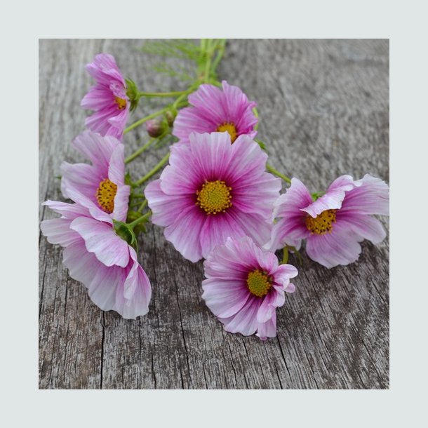 Cosmos 'Sensation Daydream' - XL