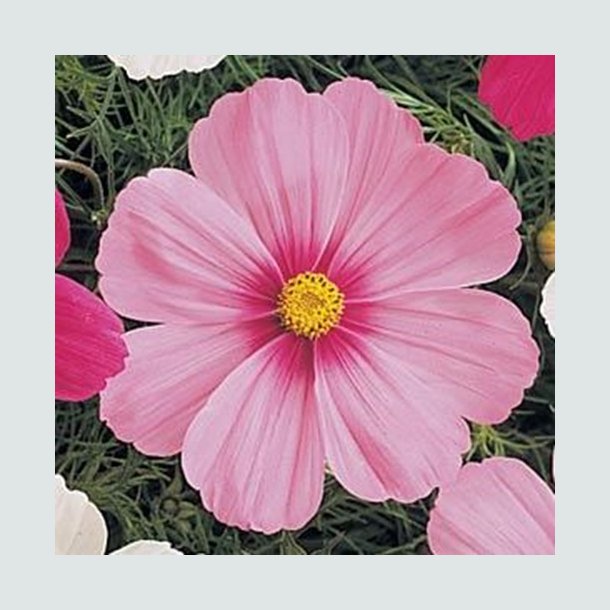 Cosmos 'Sonata Pink Blush'