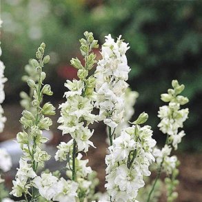 Ridderspore 'QIS White'