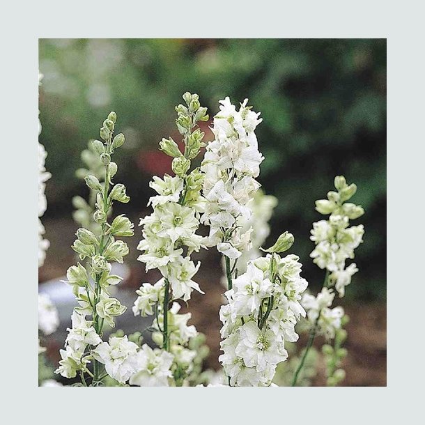 Ridderspore 'QIS White'