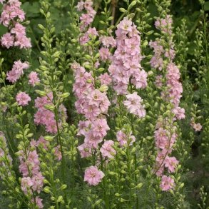 Ridderspore 'QIS Light Pink'