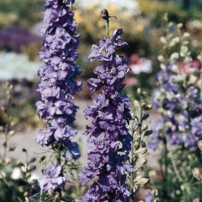 Ridderspore 'QIS Lilac'