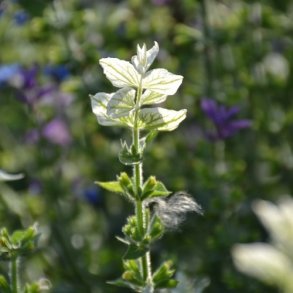 Dusksalvie 'White Swan'