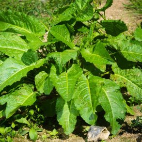 Engelsk Spinat - kologisk