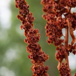 Engelsk Spinat - kologisk