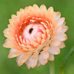 Evighedsblomst 'Salmon Shades'- XL