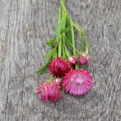 Evighedsblomst 'Rose'