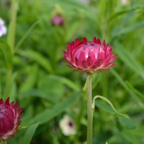 Evighedsblomst 'Rose'