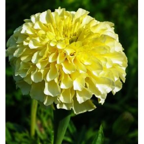 Tagetes 'Kilimanjaro'