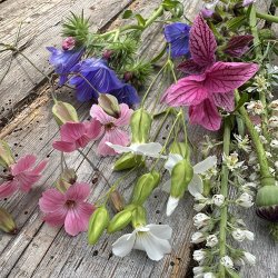 Flowermix Lav - kologisk