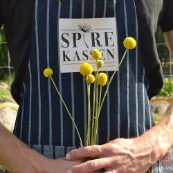 Craspedia globosa Trommestik