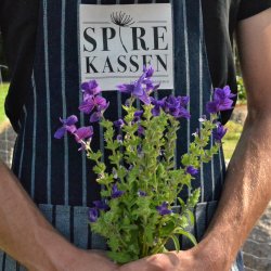 Dusksalvie Lilla - kologisk