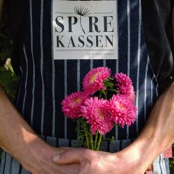 Sommerasters 'Princess Pink' - XL