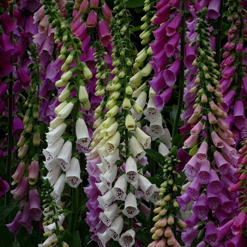 Fingerbøl Mix - Økologisk - 2-årige blomster - Spirekassen ApS