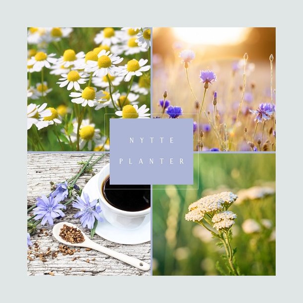 Frkasse Vild med nytteplanter