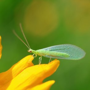 Guld�jelarver mod bladlus