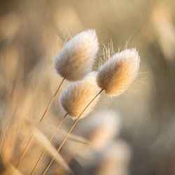 Harehalegr�s - �kologisk