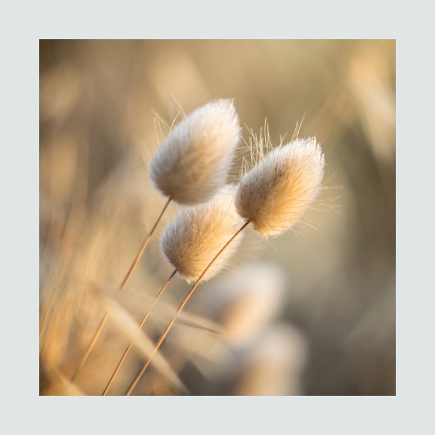 Harehalegr�s - �kologisk