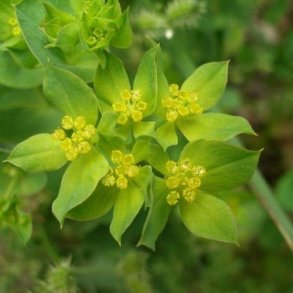 Harere 'Griffithii' - XL