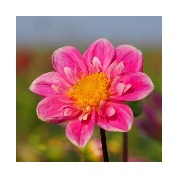 Dahlia 'Hartenaas' - kologisk