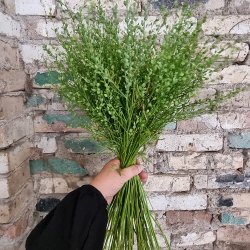 Havekarse 'Cressida' - kologisk