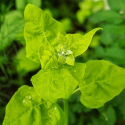 Gr�n Havem�lde - �kologisk