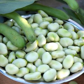 Hestebnne 'Ratio' - kologisk