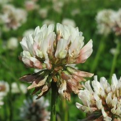 Hvidklver - kologisk